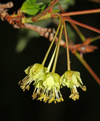 Acer mandshuricum