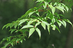 Acer mandshuricum