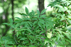 Acer mandshuricum