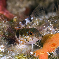 Malacoctenus triangulatus