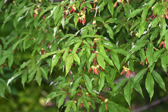 Acer mandshuricum