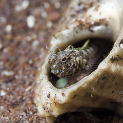 Emblemaria pandionis