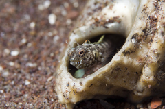 Emblemaria pandionis