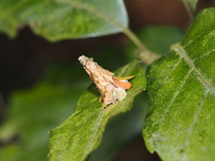 Striglocyrbasia meguae