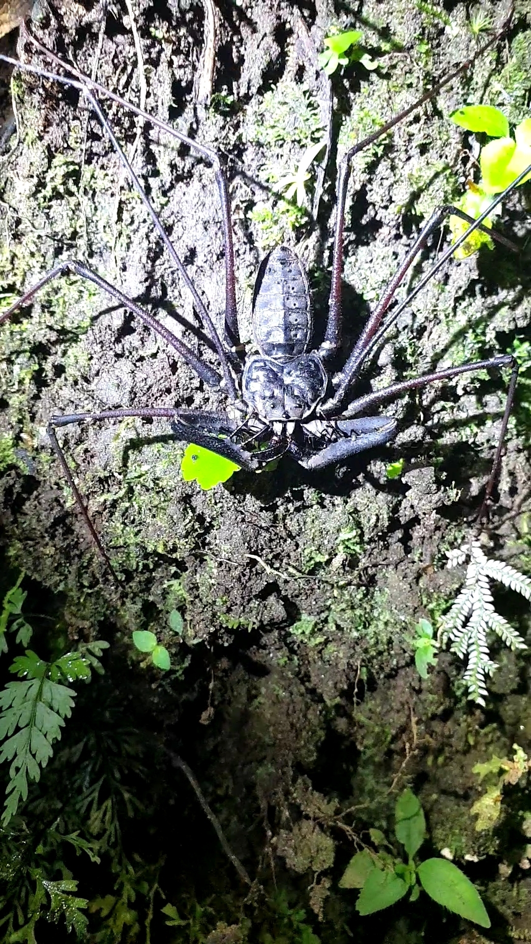 Heterophrynus batesii (Butler, 1873)