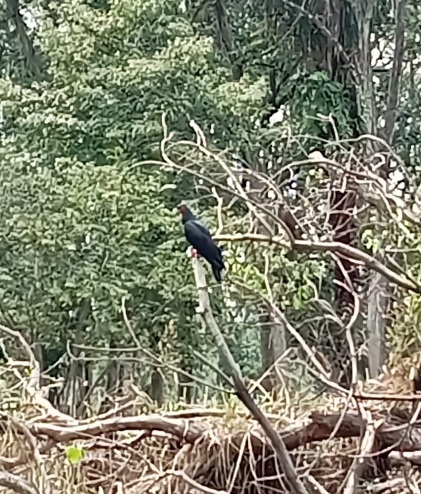 Red-throated Caracara from Tame on August 16, 2023 by kellybohorquez87