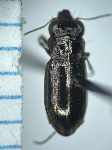 Notiophilus nitens