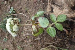 Angelica hendersonii