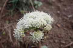 Angelica hendersonii