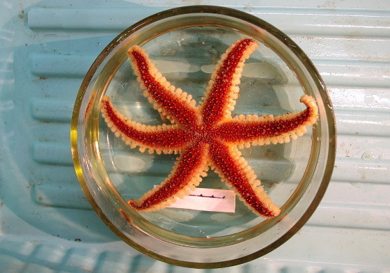 Urasterias lincki