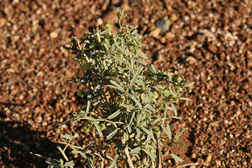 Sida calyxhymenia observed 2023-08-15