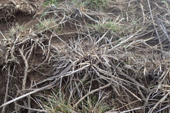 Agrostis blasdalei