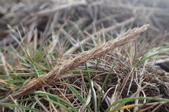 Agrostis blasdalei