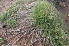 Agrostis blasdalei