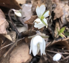 Hepatica acutiloba