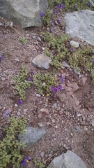 Solanum sinuatirecurvum