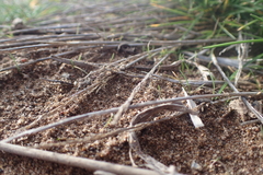 Agrostis blasdalei