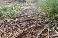 Agrostis blasdalei