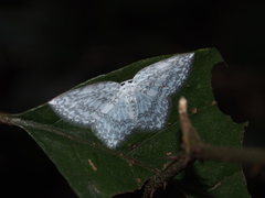 Leucodrepana serratilinea