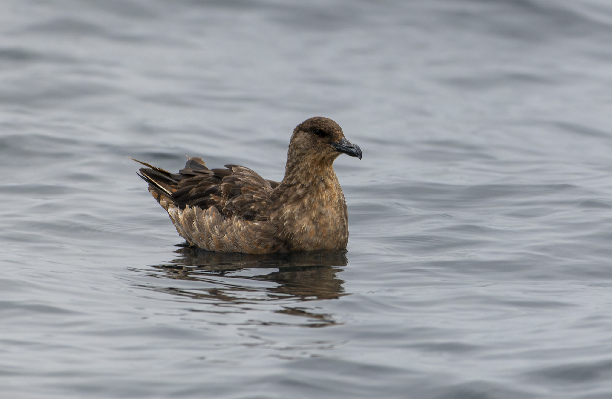 Chilean Skua illustration