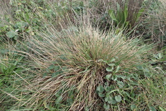 Deschampsia cespitosa holciformis