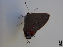 Electrostrymon hugon