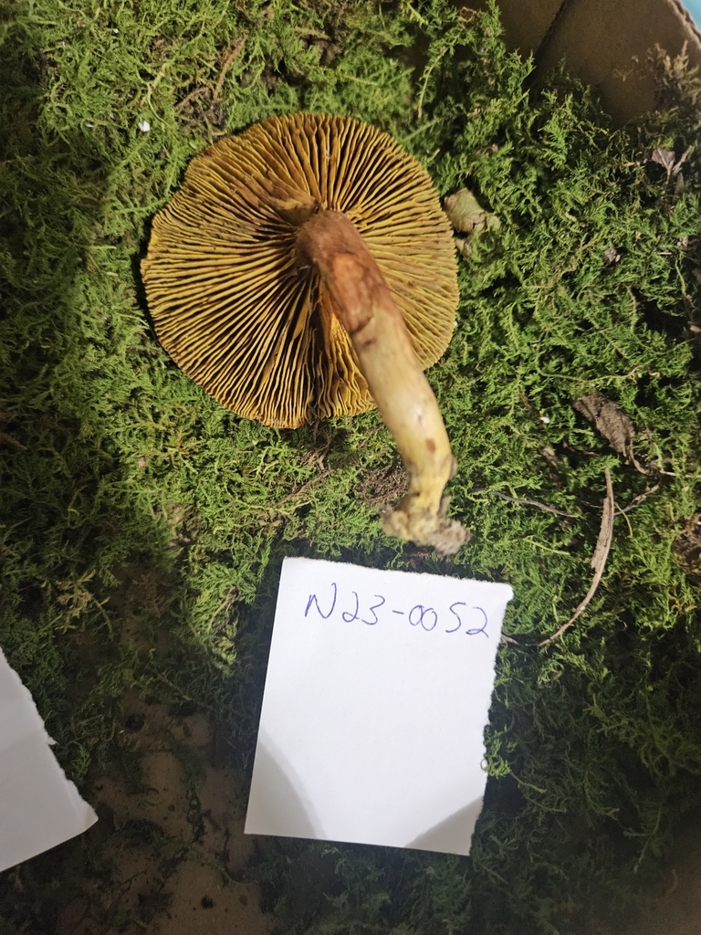 Golden Gilled Bolete from Laurel Park, NC 28739, USA on August 24, 2023