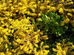 Sedum praealtum