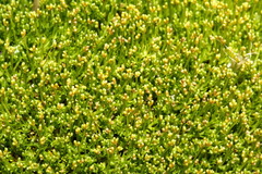 Scleranthus biflorus