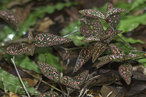 Hypoestes phyllostachya image