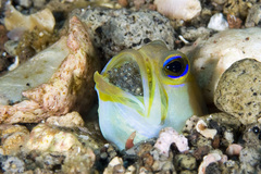 Yellowhead Jawfish photo 4
