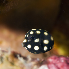 Smooth Trunkfish photo 5