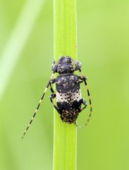 Leiopus linnei
