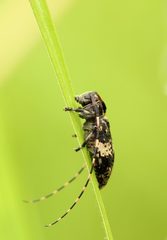 Leiopus linnei