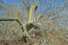 Stenocereus standleyi
