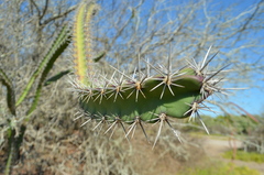 Stenocereus standleyi