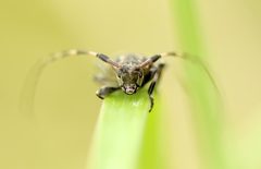 Leiopus linnei