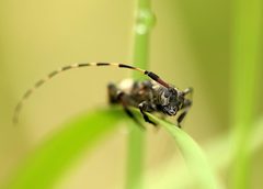 Leiopus linnei