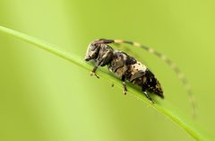 Leiopus linnei
