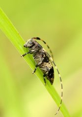 Leiopus linnei