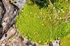 Scleranthus biflorus