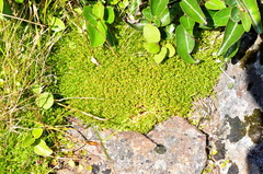 Scleranthus biflorus