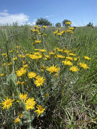 Rutter's False Goldenaster (Heterotheca rutteri)