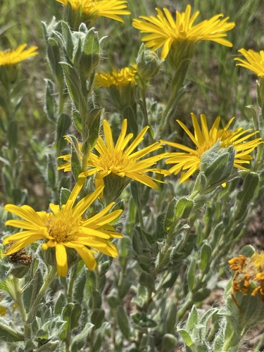 Rutter's false goldenaster (Heterotheca rutteri)