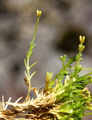 Scleranthus biflorus