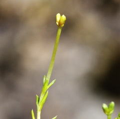 Scleranthus biflorus