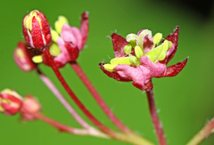 Acer pseudosieboldianum