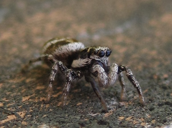 Zebra Jumping Spiders: A Salticus Scenicus Care Guide!