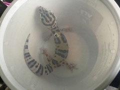 Eublepharis macularius