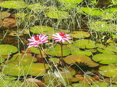 Nymphaea rubra